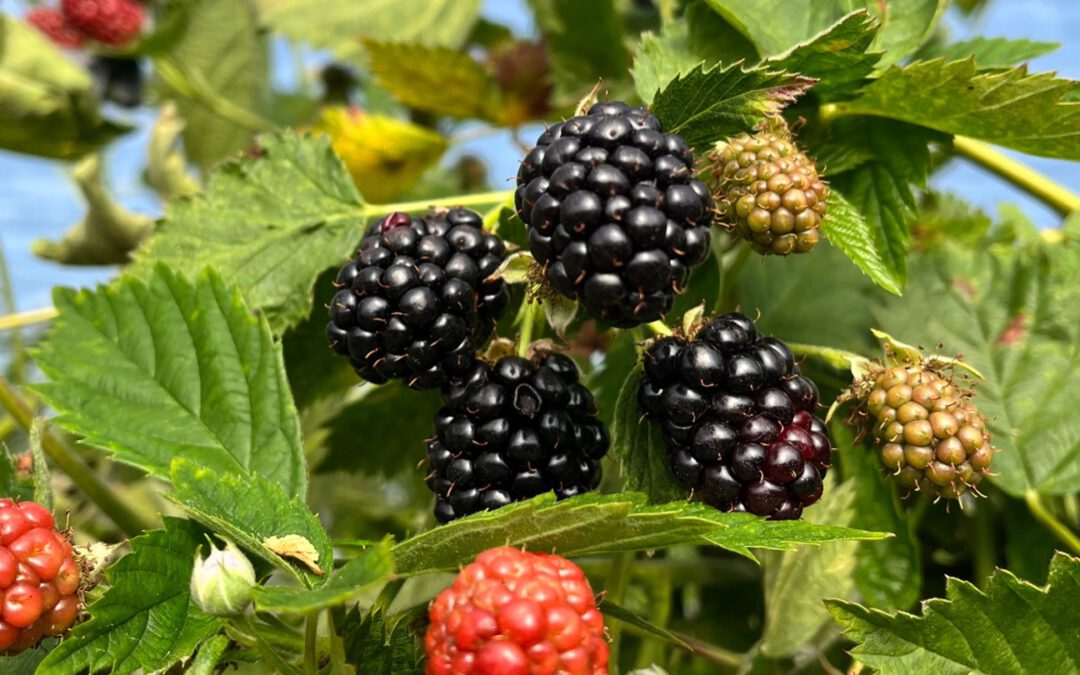 Brombeeren