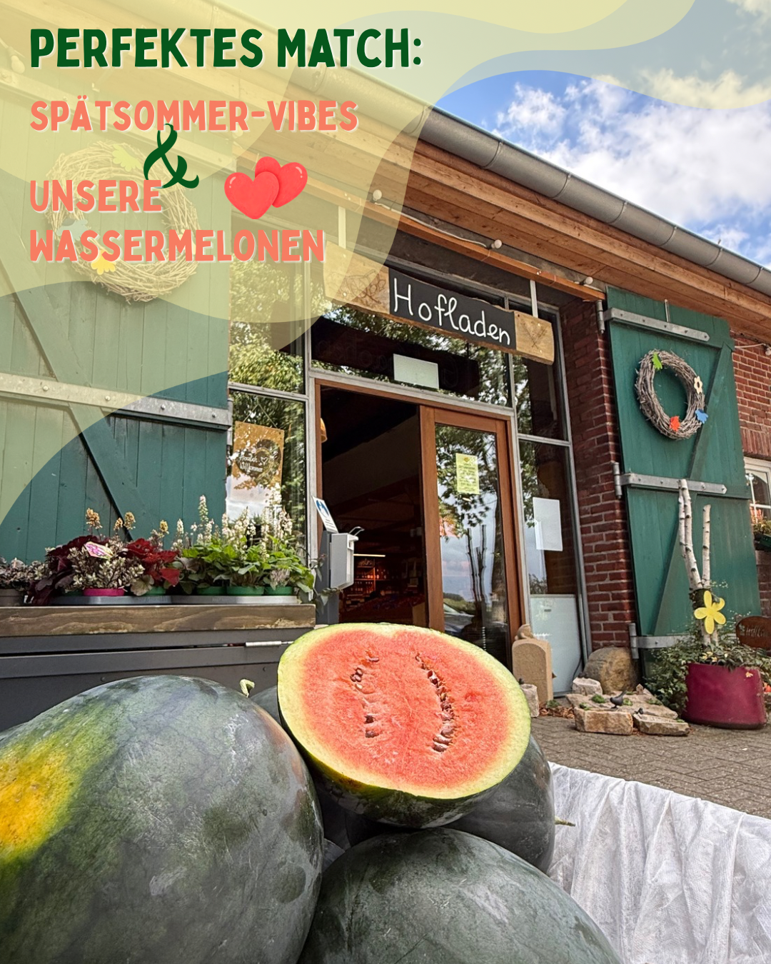 Aromatisch & sonnenverwöhnt – unsere eigenen Wassermelonen